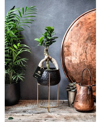 Bonsai Siyah Ayaklı Saksıda